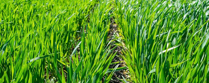 Grønne kornplanter vokser tett i rader i en åker under sollys.